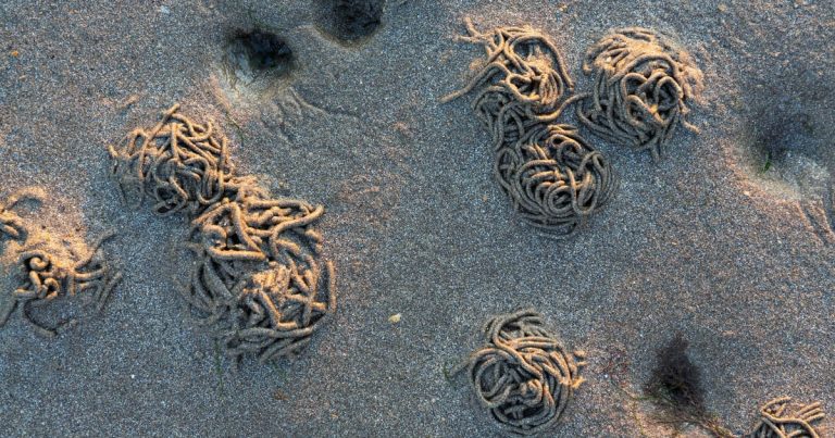 sandworms Nature Picture Library Alamy